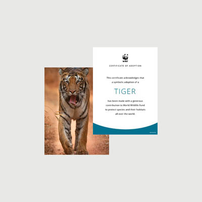 tiger Photo + certificate adoption kit