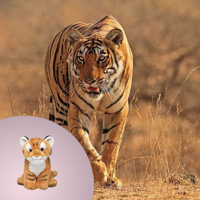 plush + species photo