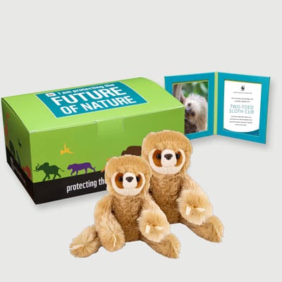 two toed sloth cub Plush, box + frame adoption kit