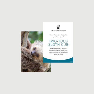 two toed sloth cub Photo + certificate adoption kit