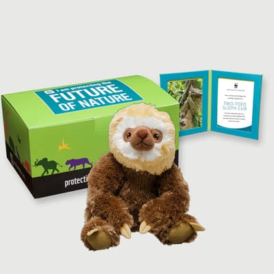 two toed sloth Plush, box + frame adoption kit