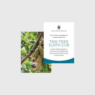 two toed sloth Photo + certificate adoption kit