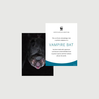 vampire bat Photo + certificate adoption kit