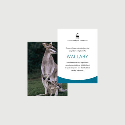 wallaby Photo + certificate adoption kit