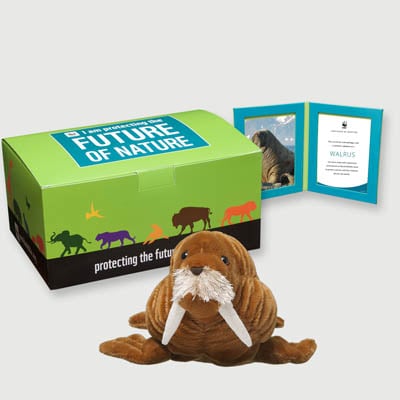walrus Plush, box + frame adoption kit
