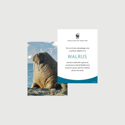 walrus Photo + certificate adoption kit