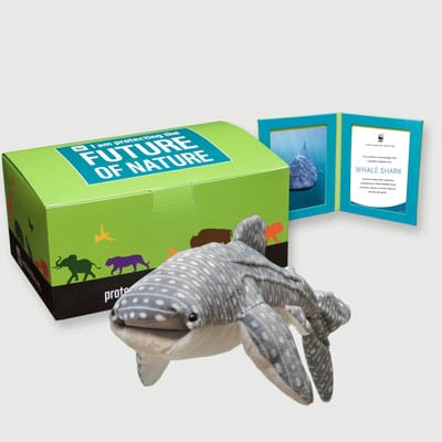 whale shark Plush, box + frame adoption kit