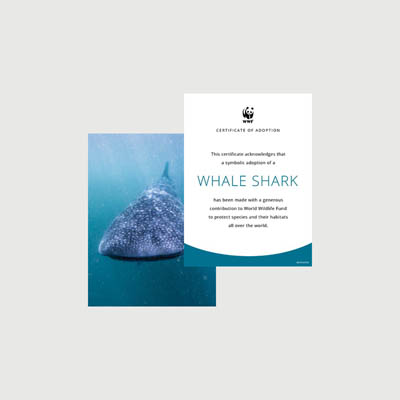 whale shark Photo + certificate adoption kit