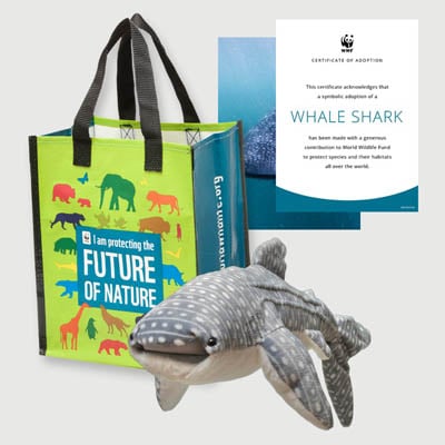 whale shark Plush adoption kit