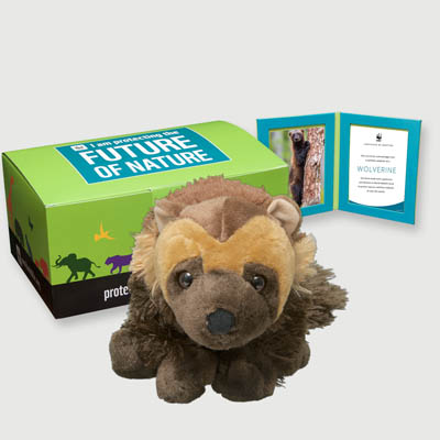 wolverine Plush, box + frame adoption kit