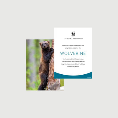 wolverine Photo + certificate adoption kit