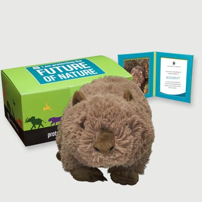 wombat Plush, box + frame adoption kit