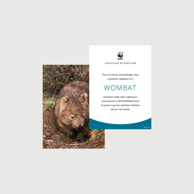 wombat Photo + certificate adoption kit