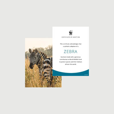 zebra Photo + certificate adoption kit