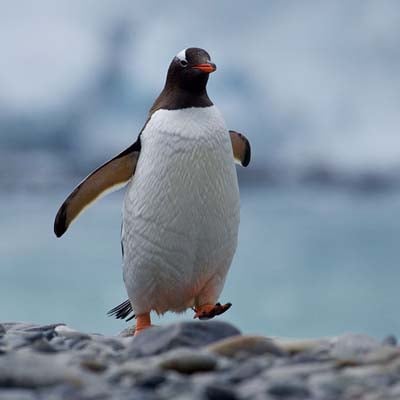 A gentoo penguin is walking on rocky terrain with a blurred blue background.