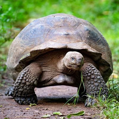 A large tortoise is walking on the ground, holding a blade of grass in its mouth.