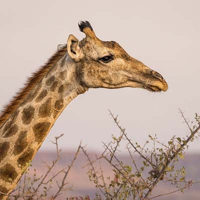 Giraffe in the wild and plush