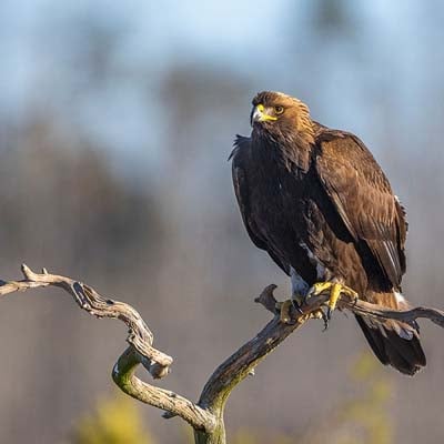 Golden Eagle in the wild and plush