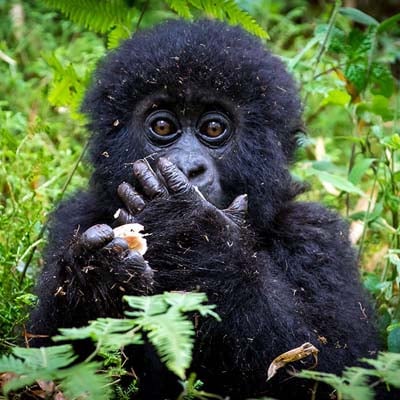 Gorilla Infant in the wild and plush