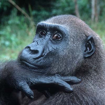 Gorilla in the wild and plush