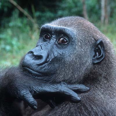 Gorilla in the wild and plush
