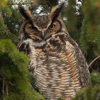 Great Horned Owl in the wild and plush