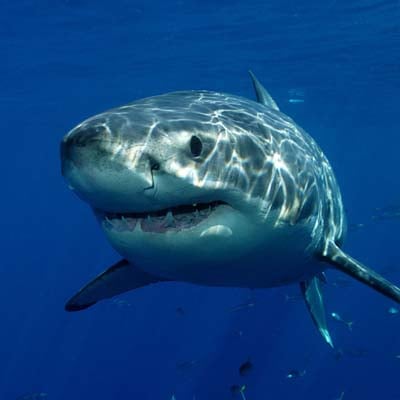 A great white shark swims underwater in clear blue ocean waters.