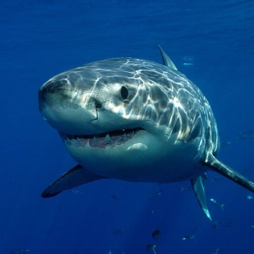 Great White Shark in the wild and plush