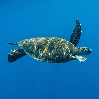 A sea turtle swims gracefully underwater against a vibrant blue background.