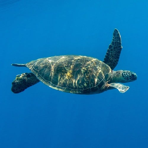 Green Turtle in the wild and plush