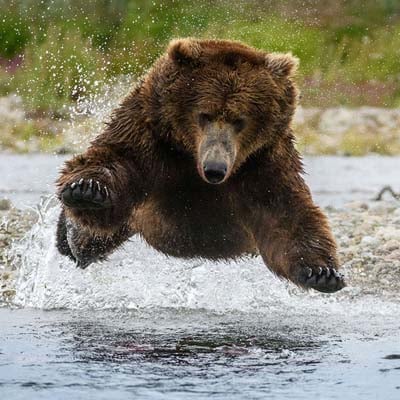 A brown bear is leaping through a shallow stream with water splashing around it.