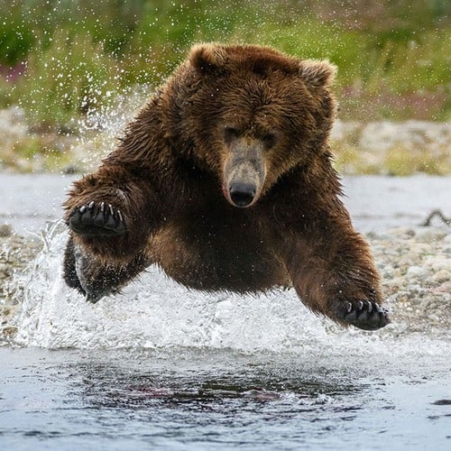 Grizzly Bear in the wild and plush