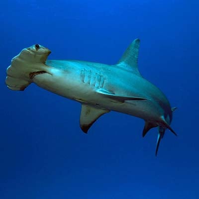 A hammerhead shark swims gracefully in deep blue water.