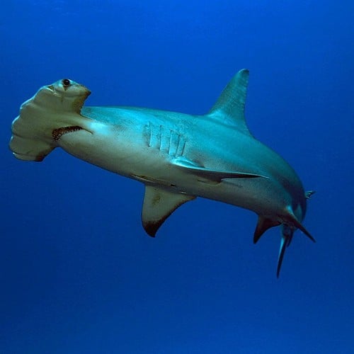 Hammerhead Shark in the wild and plush