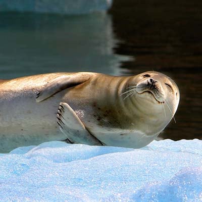 Harbor Seal in the wild and plush