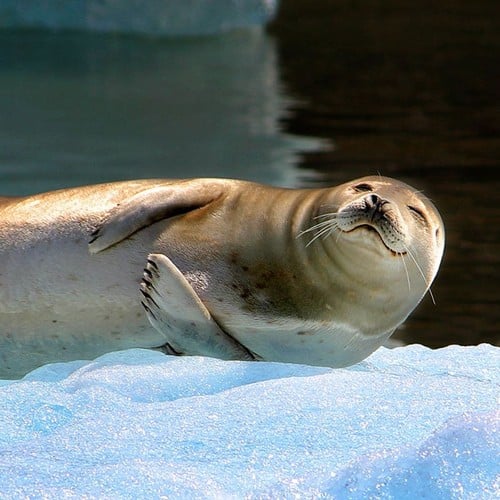 Harbor Seal in the wild and plush