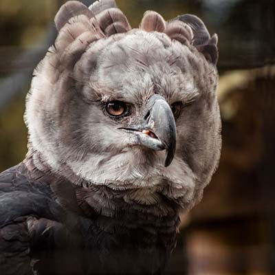 Harpy Eagle in the wild and plush