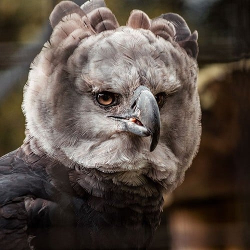 Harpy Eagle in the wild and plush