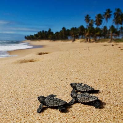 Three baby sea turtles are crawling across a sandy beach toward the ocean under a clear blue sky with palm trees in the background.
