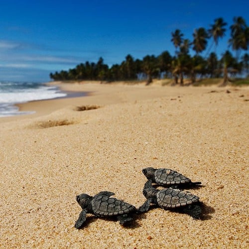 Hawksbill Bale in the wild and plush