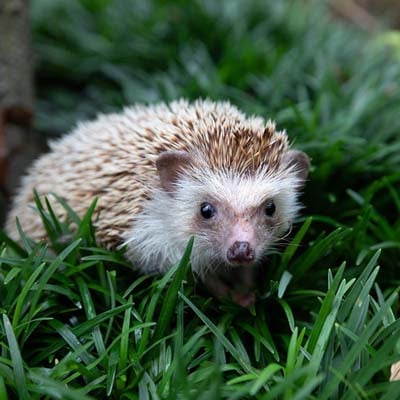 Hedgehog in the wild and plush