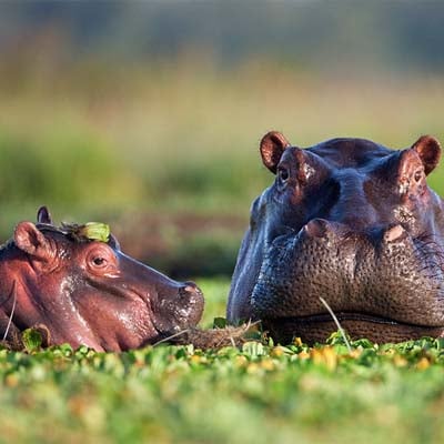 Hippopotamus Calf in the wild and plush
