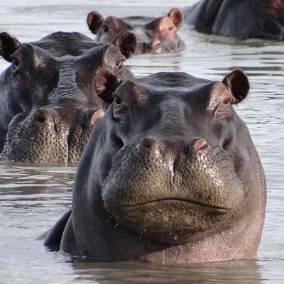 Hippopotamus in the wild and plush