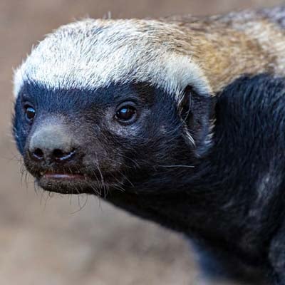 Honey Badger in the wild and plush