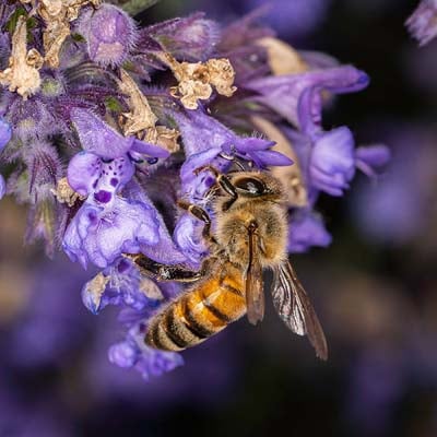 Honeybee in the wild and plush