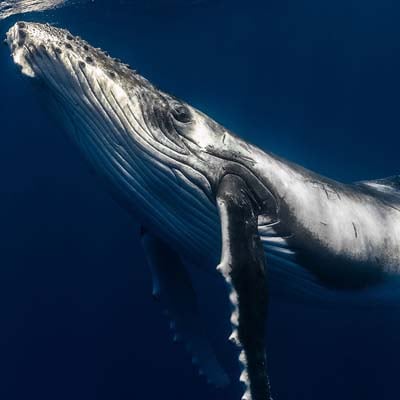 A humpback whale is gracefully swimming underwater in a deep blue ocean.