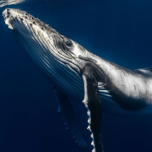 Humpback Whale in the wild and plush