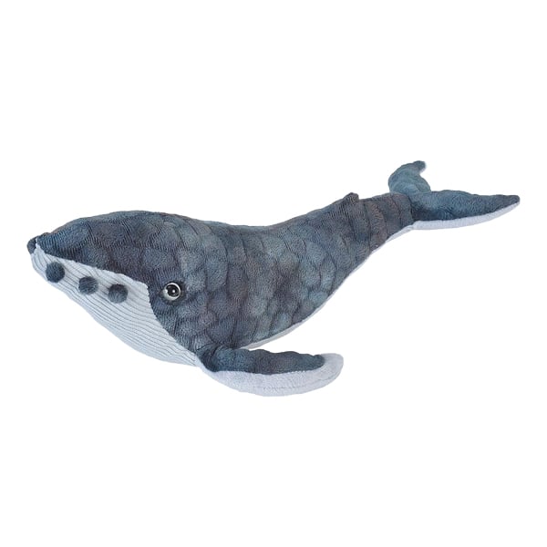Humpback Whale