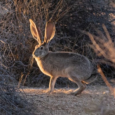 Jackrabbit in the wild and plush