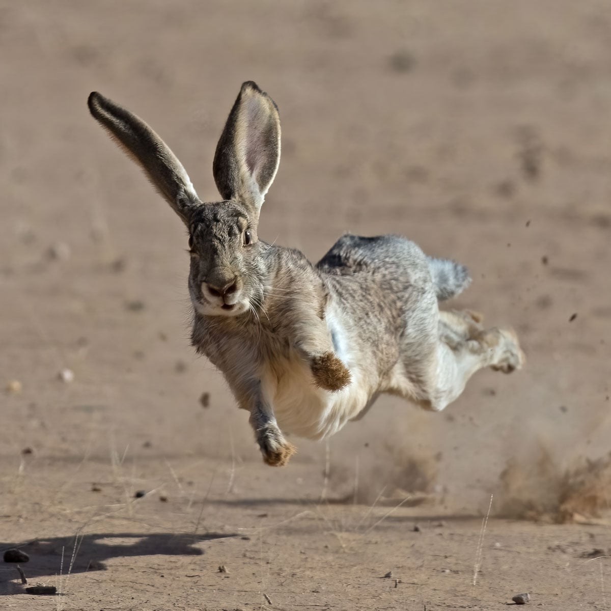 jackrabbit jumps